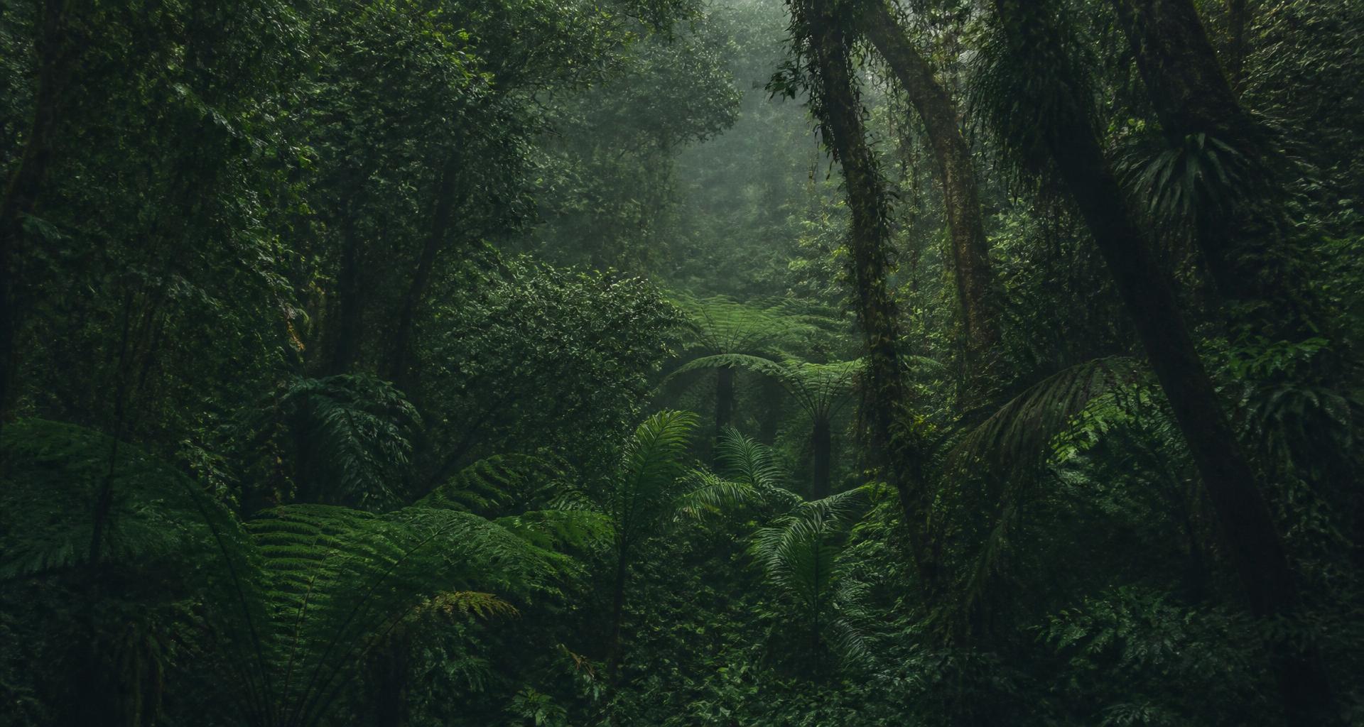 Misty rainforest on Hawaiʻi Island