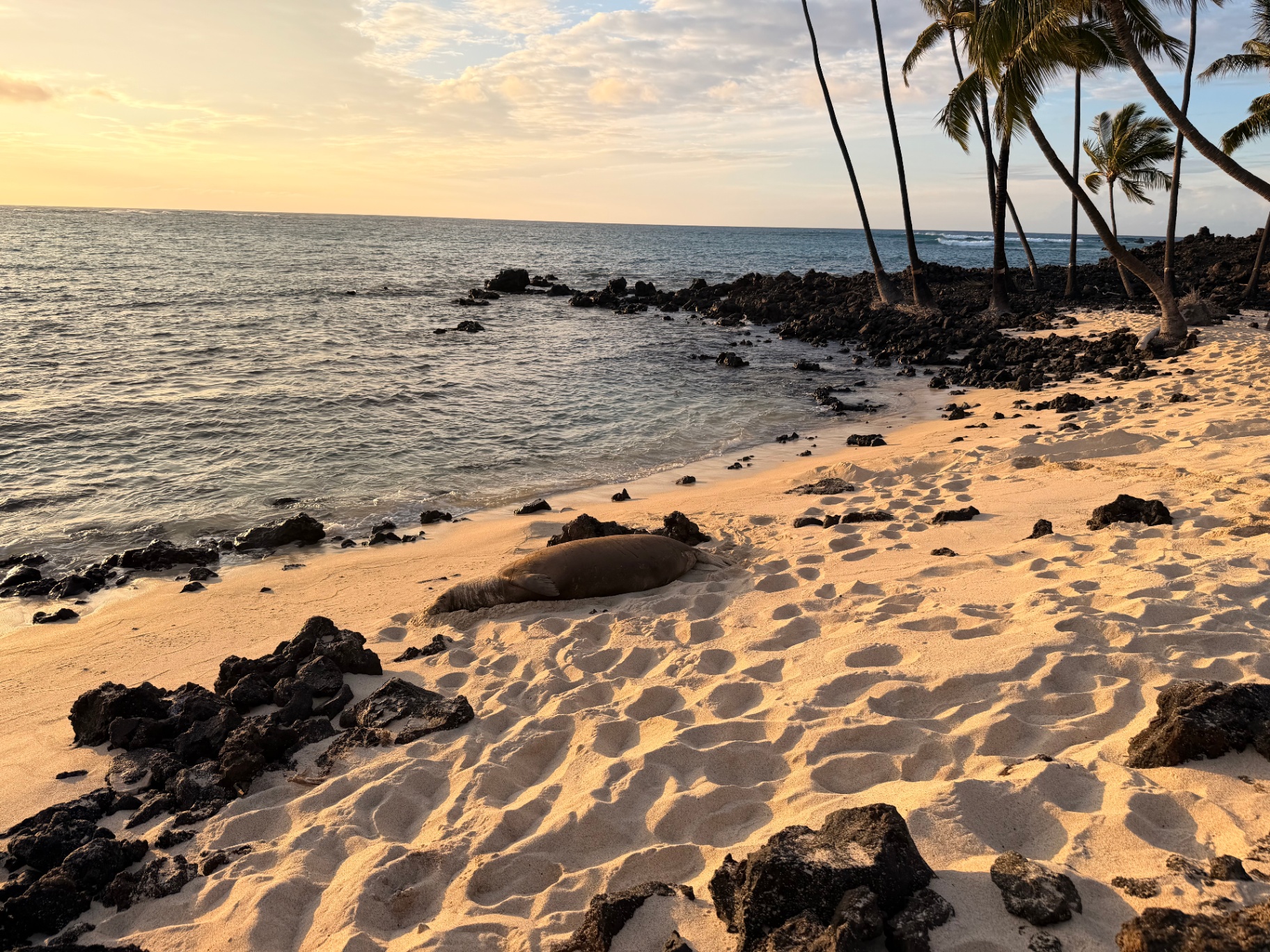 Golden morning light on a sandy Hawaiʻi coast with lava rocks and palms